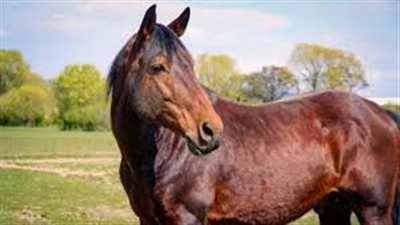 Cleveland Bay: Horse Breed Profile