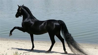 Tapeworm treatment in horses, how useful are the tests?