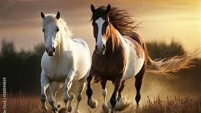 Why might horses need physiotherapy?