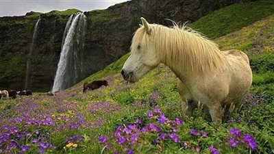 What to do if my horse gets “The Thumps”?