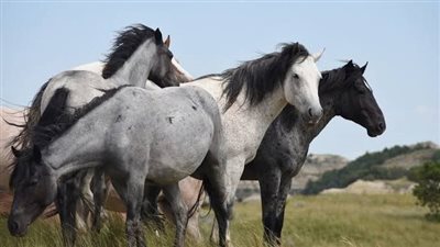 Can Horses get Hayfever?