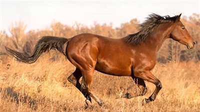 How to help prevent your horse from losing a shoe
