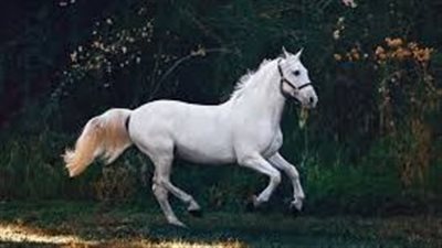 How to Blanket a Horse in Cold Weather