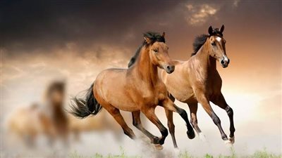 Inside Your Horse Trailer
