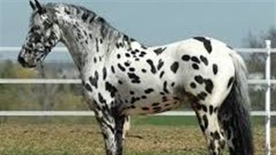 Creating an Equine Fitness Program