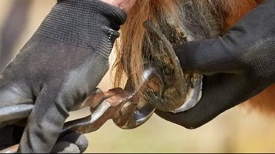 Horse health and welfare