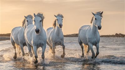 5 Beautiful White Horse Breeds (True & Fake White Identification)