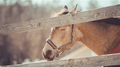 How Do Horses Sleep? Learn Their Sleeping Habits