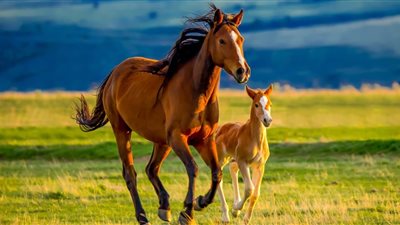 Horse Gestation Period: How Long are Horses Pregnant?