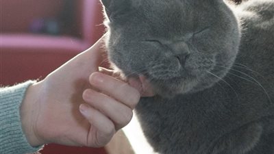CARING FOR YOUR CAT