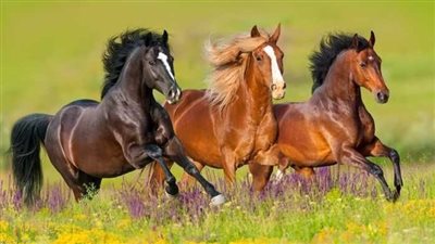 How to Lead Your Horse or Pony