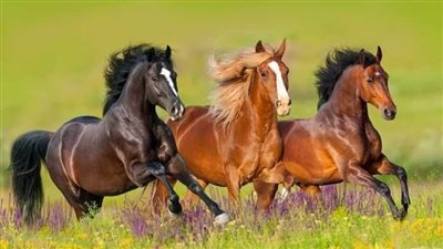 How Long Do Horses Live?