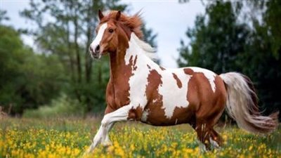 Should My Horse Be Barefoot or Shod? It Depends.