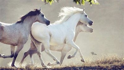Equine Chiropractic