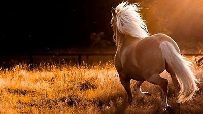 Stream Care Strategies for Your Horse Property