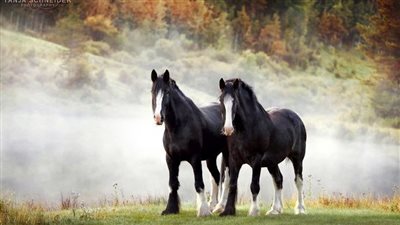 A Horse Named Fire
