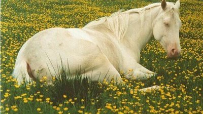 Feeding the Senior Horse