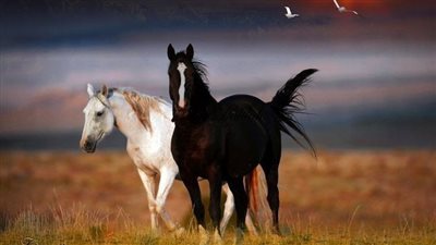 Equine Wound Care - Five Things Not To Do