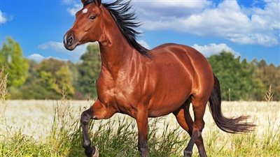 Horses Benefit from Stem Cell Research