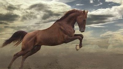Anhidrosis in Horses