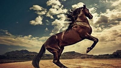 Diarrhea in Horses