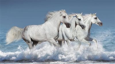 How to Neatly Trim Your Horse's Tail Safely