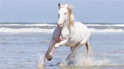 Mange in Horses