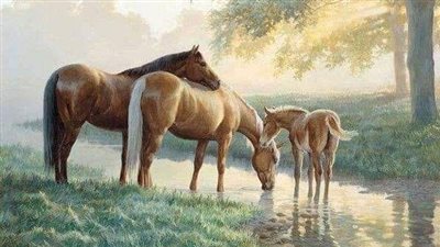 How to Train Your Horse's Mane to Lie Flat on One Side
