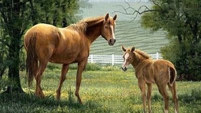 Cleaning Your Horse's Hooves