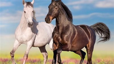 Gastric Ulcers in Horses