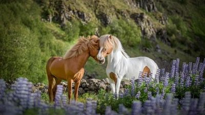Mycotoxins in Horse Feed