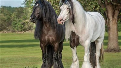 Feeding the Senior Horse