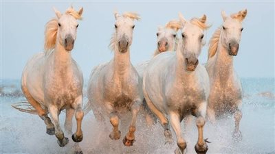 Plants Toxic to Horses