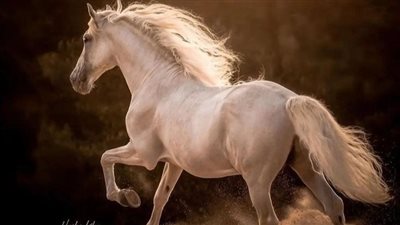 Protecting Horses From Horse and Deer Fly Bites