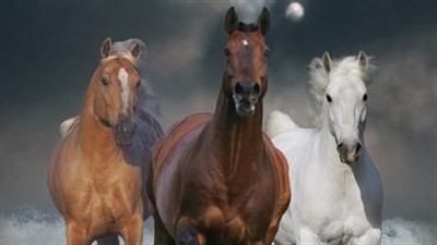 Building from the Ground Up-Safe Ground Handling of Horses