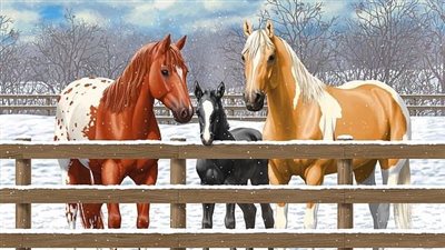 Bringing Your New Horse Home