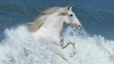 Mold and Mycotoxins in Horse Hay