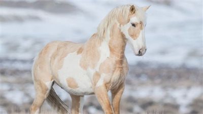 Managing Horse Pasture During and After a Drought