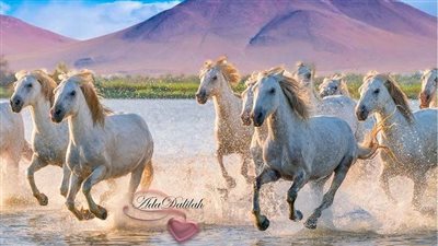 When to Blanket a Horse