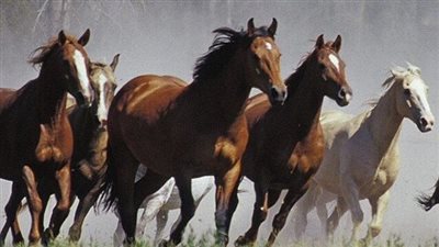 Pennsylvania Horse Hay Producers