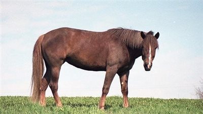 Pasture Management by the Seasons
