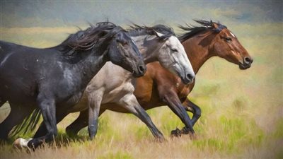 Tall Fescue: Potential Problem for Pregnant Broodmares
