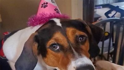 Hidden Joy: A Heartwarming Celebration For A Dog Whose Birthday Was Overlooked