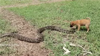 El valiente cachorro ɡгіtó pidiendo ayuda y luchó para salvar a su madre del ataque de una serpiente gigante.