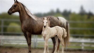 Caring for the Equine Elder