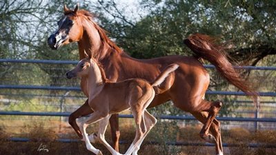 Developmental Orthopedic Disease in Foals