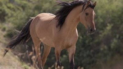 The Impact of Antibiotics on the Equine Gut