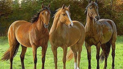 Horse Safety: Why It Wasn’t the Horse’s Fault
