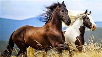 Conquering Kissing Spine