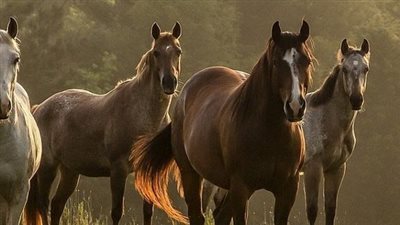 7 Facts About Your Horse’s Skeleton
